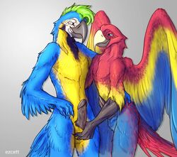 2017 animal_genitalia anthro avian balls beak bird black_feathers blue_eyes blue_feathers duo english_text eye_contact ezcett feathered_wings feathers green_hair grey_background hand_on_penis humanoid_penis macaw male nude parrot penis red_feathers sheath simple_background smile text wings yaoi yellow_feathers