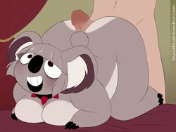 animated anthro ass big_breasts big_butt breasts buttjob female feral koala male mammal marsupial penetration scaitblue slightly_chubby straight