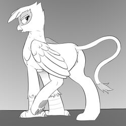 2017 anus avian beak feathered_wings feathers female feral friendship_is_magic gilda_(mlp) graboiidz greyscale gryphon hair hi_res looking_at_viewer looking_back monochrome my_little_pony pussy solo wings