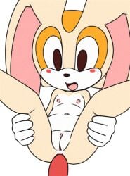 anal anal_sex animated cream_the_rabbit cub flat_chest furry knuckles_the_echidna navel nipples nude open_mouth penis pussy rabbit sonic_(series) sonic_the_hedgehog_(series)