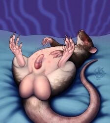 anatomically_correct balls bedding bedding_background big_balls blep blush claws cloudweaver_(artist) countershading erection excited feet feral foot_focus fur genitals hairless_balls hand_on_belly hi_res huge_balls looking_at_viewer lying male mammal mottled mottled_body mottled_fur multicolored_body multicolored_fur murid murine on_back paws penis presenting presenting_balls presenting_penis rat rodent short_fur signature solo tongue tongue_out two_tone_body two_tone_fur whiskers