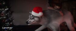 3d animated brown_hair canine canine_on_human canine_penis christmas christmas_tree ellie_(the_last_of_us) ellie_williams female_human/male_feral female_on_feral feral feral_on_female feral_on_human freckles handjob human_female human_on_feral imminent_bestiality imminent_sex interspecies light-skinned_female light_skin passionate santa_hat shorter_than_30_seconds tagme tattoo the_last_of_us video video_game_character video_games virtuality4d wolf zoophilia