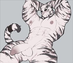 1boy abs anthro arknights armpits arms_behind_head arms_up balls bara blush closed_mouth completely_nude cross_scar english_commentary felid furry furry_male grey_background highres infection_monitor_(arknights) jcxraf male male_focus mountain_(arknights) multiple_scars muscular muscular_male navel nipples nude pectorals penis scar scar_across_eye scar_on_arm scar_on_cheek scar_on_chest scar_on_face scar_on_leg scar_on_stomach tail testicles tiger yaoi