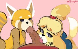 1boy 2d 2girls aggressive_retsuko aggretsuko animal_crossing anthro ass badguyvivi breasts canine collaborative_fellatio crossover eyelashes faceless_male fellatio female group group_sex human human_on_anthro interspecies isabelle_(animal_crossing) male mammal nintendo nipples nude office_lady oral penis red_panda retsuko sanrio sex smooth_fur threesome video_games