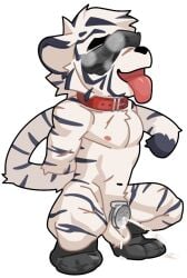 anthro bdsm black_clothing black_footwear black_socks bodily_fluids chastity_cage chastity_device chibi clothing collar crouching cum cum_drip cum_strand cum_while_chaste dripping duolai8 ear_piercing ear_tag ejaculation eye_roll felid flat_chastity_cage footwear genital_fluids hands_behind_back male mammal musk nude pantherine piercing qibajiu_(qibajiutts) scar shoeprint_on_body side_view simple_background socks socks_on_face solo submissive tiger tongue tongue_out white_background