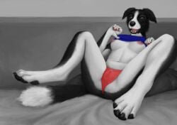 anthro border_collie breasts cameltoe canine clothing collie female mammal morticus nipples panties solo spread_legs spreading underwear