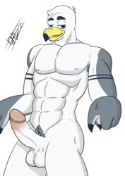 anthro avian ayden_(brogulls) balls bird brogulls erection humanoid_penis male male_only muscular penis ryutzke_douga_(artist) seagull solo