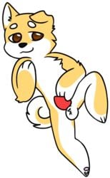 2017 animal_genitalia animal_penis balls brown_eyes canine canine_penis erection flat_colors fur ltcabbitsu mammal pawpads paws penis shiba_inu smile spreading tapering_penis white_fur yellow_fur young