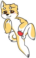 10s 2017 animal_genitalia animal_penis balls blush brown_eyes canine canine_penis erection flat_colors fur ltcabbitsu mammal pawpads paws penis shiba_inu smile spreading tapering_penis white_fur yellow_fur young