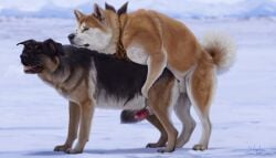 akita akita_inu anal anal_sex animal_genitalia arf-fra canid canine canis closed_eyes curled_tail detailed_background doggy_style domestic_dog duo erection feral feral_on_feral feral_penetrated feral_penetrating feral_penetrating_feral floppy_ears from_behind_position genitals german_shepherd herding_dog hi_res kerchief male male/male mammal mounting pastoral_dog penetration penis realistic realistic_feral sex sheath spitz tail