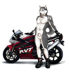 animal_genitalia animal_penis anthro balls black_nose blue_eyes boots canine canine_penis clothing collar curled_tail fluffy fluffy_tail footwear fur gloves grey_fur honda husky looking_at_viewer male male_only mammal motorcycle penis penis_tip red_penis sharp_teeth sheath simple_background smile solo standing teeth tongue truegrave9 vehicle white_background white_fur