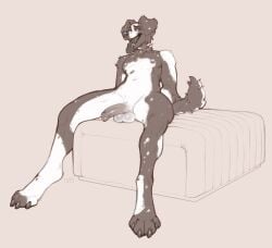 anthro balls canid canine canis collar domestic_dog floppy_ears genitals half-erect hi_res humanoid_genitalia humanoid_penis male male_anthro male_only mammal monochrome narrowed_eyes nipples nude open_mouth penis seraphictiger simple_background sitting solo spread_legs spreading tongue tongue_out
