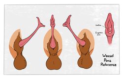 absurd_res anatomically_correct animal_genitalia animal_penis balls delirost disembodied_penis erection hi_res male mammal model_sheet mustelid mustelid_penis penis sheath urethra weasel