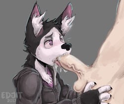 2017 canine cum edjit furry husky jacket jewde male mammal oral penis tongue wolf yaoi