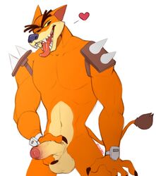 2017 abs anthro balls biceps claws crash_(series) erection fur furry heart hi_res humanoid_penis male male_only mammal marsupial muscular muscular_male open_mouth orange_fur penis sharp_teeth shoulder_pads simple_background smile solo spazzyhusky spikes teeth thylacine tiny_tiger tongue tongue_out vein veiny_penis video_games white_background