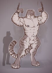 2014 abs animal_genitalia anthro areola balls chains experiment feline growth hyper hyper_muscles injection mainlion male male_only mammal muscle_growth muscular muscular_male needles nipples nude pecs sheath siberian_tiger thick_thighs tiger tubes vein veiny_muscles