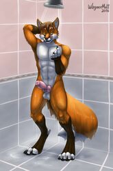 2016 4_toes 5_fingers abs absurd_res anatomically_correct anatomically_correct_penis animal_genitalia animal_penis anthro armpits balls biceps black_nose brown_hair canine canine_penis claws detailed_background digitigrade dipstick_tail erection fingerless_(marking) fox front_view fur gloves_(marking) hair hand_behind_head hi_res inside inviting knot licking licking_lips looking_at_viewer male male_only mammal markings multicolored_fur multicolored_tail navel pecs penis precum raised_arm sheath short_hair shower shower_head socks_(marking) solo standing toe_claws toeless_(marking) toes tongue tongue_out two_tone_tail wagnermutt water werefox_(character) wet white_countershading yellow_eyes