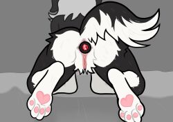 1female anal anal_insertion anal_plug anthro ass ass_focus back_view black_and_white_fur black_fur border_collie butt_focus buttplug canid canine canus dark_anus domestic_dog feet female fluffy_ass furry furry_female humanoid_genitalia maxine_(saggeza-selvaggia) nudity paws pink_pawpads pink_pussy pussy saggeza-selvaggia solo_female tail_lift transmasc vagina white_hair