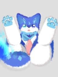 animal_genitalia animal_penis blue_body blue_eyes blue_fur canid canine canis cetacean_genitalia cetacean_penis domestic_dog fur genitals hi_res male mammal multicolored_body multicolored_fur penis scarf shiningcanc solo tapering_penis white_body white_fur
