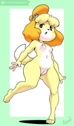 2017 4_toes absurdres animal_crossing animal_ears anthro argento artist_name bell black_eyes blonde_hair blush blush_stickers border breasts canine collarbone dog_ears dog_tail feet female full_body fur furry furry_only green_border hair_bell highres isabelle_(animal_crossing) legs_apart logo looking_to_the_side mammal naked navel nintendo nipples no_humans nude open_mouth pussy shih_tzu short_hair signature simple_background small_breasts solo solo_female standing standing_on_one_leg tail text thick_thighs toes url white_background wide_hips