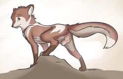 2014 animal_genitalia balls black_nose canine digitigrade dipstick_tail feral fully_sheathed fur hi_res looking_at_viewer male mammal markings multicolored_fur multicolored_tail nude sheath simple_background socks_(marking) solo tuke white_background wolf