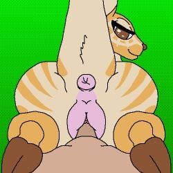 anus bestiality brown_eyes brown_hooves brown_nose deer digital_media_(artwork) dominant dominant_female dominant_feral duo female female_feral female_penetrated feral fur genitals gradient_background green_background hooves human human_on_feral interspecies looking_at_viewer looking_back male male/female male_human male_penetrating mammal orange_body orange_fur penetration penile penile_penetration penis penis_in_vagina pink_anus pink_vulva pixel_(artwork) raised_tail seductive sex simple_background stripes tail tan_body tan_stripes therealmessyroomguy1 vaginal vaginal_penetration vulva wild_hearts