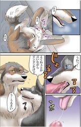 blue_eyes canine censored close-up fellatio furry furry_only green_eyes grey_wolf japanese_text male mammal no_humans oral precum sex text timber_wolf tongue tongue_out wolf yaoi