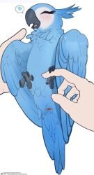 absurd_res anatomically_correct anatomically_correct_cloaca anatomically_correct_feral anatomically_correct_genitalia animal_genitalia ass avian avian_butt avian_feet beak being_held belly biped bird black_beak black_claws blue_belly blue_body blue_feathers blue_heart blue_sky_studios blue_tail blue_tail_feathers blue_wings blush blush_lines bodily_fluids claws cloaca cloaca_focus cloaca_juice closed_eyes extreme_size_difference eyelashes feather_tuft feathers feet female female_feral female_on_human feral feral_focus first_person_view genital_fluids genitals glistening glistening_beak happy head_feathers heart_symbol hi_res human human_on_feral imminent_sex interspecies jewel_(rio) larger_human larger_male long_eyelashes lying macaw male male/female mammal neck_tuft neotropical_parrot on_back open_mouth parrot pink_tongue presenting presenting_cloaca presenting_hindquarters quangdoann rio_(series) simple_background size_difference smaller_female smaller_feral solo speech_bubble spix's_macaw tail tail_feathers tongue true_parrot tuft vaginal_fluids white_background wings zoophilia