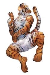 1boy 2016 anthro bulge claws clothing feline lying male male_only mammal nipples paws penis_outline raised_tail smile solo spreading stripes tacklebox tiger underwear white_background white_underwear