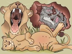 abdominal_bulge absurd_res animal_genitalia animal_penis anthro belly bodily_fluids breath domestic_cat duo erection felid feline feline_genitalia feline_penis felis female feral feral_pred genitals happy hi_res lion male male/female mammal marsamongus open_mouth oral_vore organs pantherine panting penis saliva sheath stomach stomach_acid tongue tongue_out vore willing_prey x-ray_view