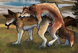 animal_genitalia animal_vulva anonymous_artist bite bodily_fluids brown_body brown_fur canid canine canine_genitalia canine_vulva canis doggy_style drooling duo female feral feral_on_feral from_behind_position fur genitals hi_res humping knot knotted_penis male male/female mammal neck_bite orange_body orange_fur penetration penis saliva semi-realistic sex vaginal_penetration wolf