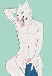 animal_genitalia animal_penis anthro blue_eyes blush bulge canine canine_penis claws covering covering_self drooling fur hand_behind_head hauringu male male_only mammal mostly_nude navel_tuft open_mouth pawpads penis saliva solo tongue tongue_out white_fur wolf