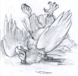 ambiguous_gender arrow avian beak blood claws closed_eyes death feathers feral greyscale hunting legs_up low_res lying monochrome on_back pencil_(artwork) realistic signature sketch snuff solo source_request spread_legs spreading talons tongue unknown_artist unknown_artist_signature wings