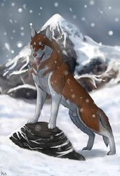 2016 animal_genitalia brown_fur brown_nose canine cinta cloud feral flaccid fur grey_fur husky male male_only mammal mountain multicolored_fur penis pose rock sheath siberian_husky snow snowing solo standing tongue tongue_out white_fur