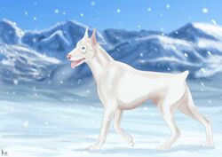 2016 albino animal_genitalia balls blue_eyes canine cinta day doberman feral flaccid looking_at_viewer male male_only mammal mountain penis pink_nose sheath short_tail snow snowing solo standing tongue tongue_out walking white_skin