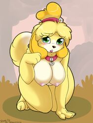 2017 absurdres all_fours alternate_body_type alternate_breast_size animal_crossing anthro areola black_nose blonde_hair blush breasts canine collar dipstick_tail eyelashes female furry green_eyes highres isabelle_(animal_crossing) large_breasts looking_at_viewer mammal multicolored_tail nintendo nipples pussy shih_tzu skoon solo