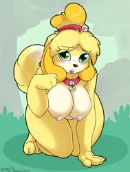 2017 absurdres all_fours alternate_body_type alternate_breast_size animal_crossing anthro areola black_nose blonde_hair blush breasts canine collar dipstick_tail eyelashes female furry green_eyes highres isabelle_(animal_crossing) large_breasts looking_at_viewer mammal multicolored_tail nintendo nipples pussy shih_tzu skoon solo