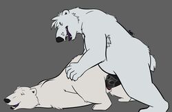 anthro anthro_on_feral armpit_hair bear big_penis duo female feral fur kumatsu male male_penetrating mammal nude penetration penis polar_bear pussy straight tongue tongue_out vaginal_penetration zoophilia