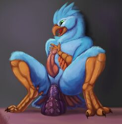 2017 anal anal_masturbation anal_sex animal_genitalia animal_penis anthro ass avian bad_dragon beak big_penis bird blue_feathers claws crackers_(bad_dragon) dildo erection feathers girly green_eyes hi_res knot male masturbation nude open_mouth orange_feathers penetration penis phinja precum saliva sex_toy simple_background smile solo tongue tongue_out