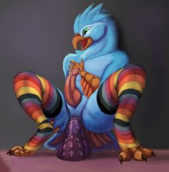 2017 anal anal_sex animal_genitalia animal_penis anthro ass avian bad_dragon beak big_penis bird blue_feathers claws clothing crackers_the_cockitrice dildo erection feathers girly green_eyes hi_res knot legwear male nude open_mouth orange_feathers penetration penis phinja precum saliva sex_toy simple_background smile socks solo stockings tongue tongue_out