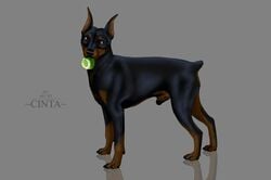 2017 all_fours animal_genitalia animal_penis ball black_nose black_skin brown_eyes brown_skin canine canine_penis cinta feral flaccid grey_background holding_object looking_at_viewer male male_only mammal miniature_pinscher multicolored_skin penis sheath side_view simple_background small_tail solo standing tennis_ball