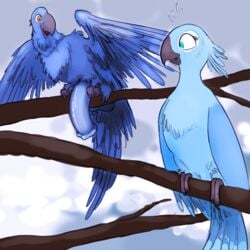 2017 animal_genitalia animal_penis avian beak bird blu_(rio) blue_feathers blue_sky_studios feathers female feral hyper hyper_penis jewel_(rio) male parrot penis purenova rio_(series) straight wings