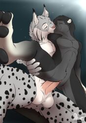 2017 anthro anthro_on_anthro balls biped black_fur black_pawpads black_spots chair_position cheek_tuft closed_eyes cuntboy cuntboy/male digital_media_(artwork) duo dutch_angle ear_tuft erection eye_markings eyebrows feline from_behind_position front_view fur grey_background grey_fur inner_ear_fluff intersex intersex/male interspecies kissing leg_grab lynx male male_penetrating mammal markings multicolored_fur mustelid nanukkluik navel nude otter pawpads paws penetration penis pink_nose pink_penis sex simple_background spots spotted_fur synx_the_lynx tuft url vaeldrath vaginal_penetration vaginal_penetration watermark white_balls white_fur white_markings