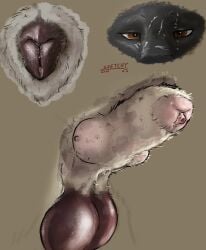 2026 ambiguous_form animal_genitalia animal_pussy animal_vulva balls brown_background brown_balls brown_eyes brown_vulva canid canine canine_genitalia canine_pussy canine_vulva dated eyelashes female fur genitals grey_body grey_fur hi_res knot_in_sheath looking_at_viewer male mammal penis penis_tip pussy sheath signature simple_background sketchy_shelby solo vulva white_sheath