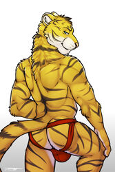 anthro ass balls biceps clothed clothing erection feline fur half-closed_eyes jockstrap looking_at_viewer looking_back male male_only mammal manly muscular nude pawpads paws pose presenting presenting_hindquarters simple_background smile solo standing tiger tsaiwolf underwear whiskers white_background