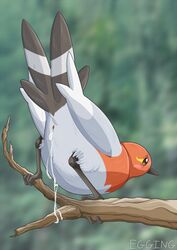 2017 animal_genitalia avian beak bird black_eyes blush cloaca cum cum_inside cute digital_media_(artwork) egging_(artist) feathered_wings feathers female feral fletchling looking_at_viewer nintendo nude pokemon presenting presenting_cloaca simple_background solo video_games wings