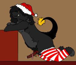 anthro big_penis candy_cane christmas christmas_outfit fluffy fur furry jack_onyx knotted_penis long_hair oc on_bed on_floor on_knees precum pubes shitkinker1 smirk smirking smirking_at_viewer thigh_highs