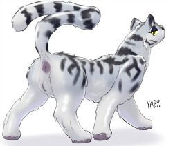 absurd_res anus ass felid female feral genitals hi_res looking_back mammal pantherine presenting presenting_anus presenting_hindquarters presenting_vulva raised_tail simple_background solo standing tail tiger vulva walking yaboo