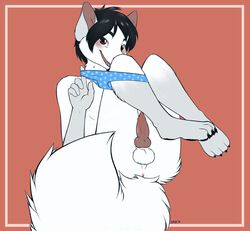 5_fingers animal_genitalia animal_penis anus arctic_fox backsack balls black_hair blush brown_eyes canine canine_penis clothing erection fox fur hair knot malachyte male_only mammal open_mouth panties penis simple_background smile underwear white_fur