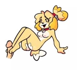 1girls animal_crossing animated anthro ass breasts canid canine canis collar domestic_dog female footjob furry furry_female humanoid isabelle_(animal_crossing) loop looping_animation mammal nintendo nude penis shorter_than_10_seconds tagme tysobro video
